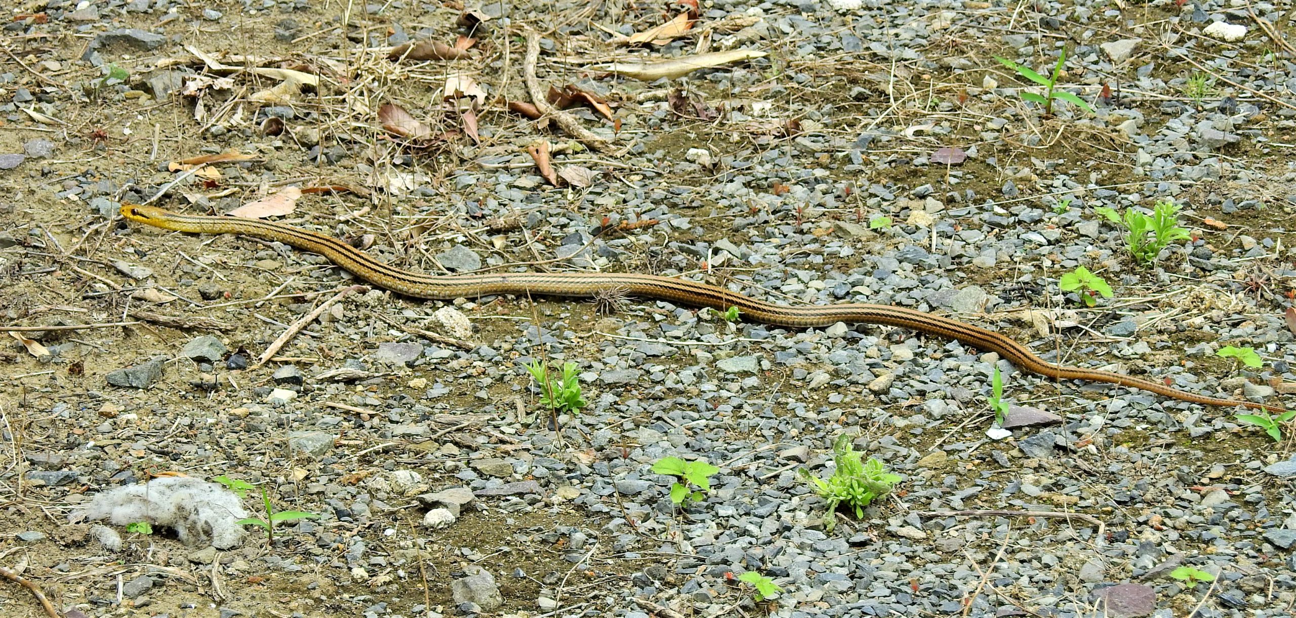 福岡県 シマヘビ