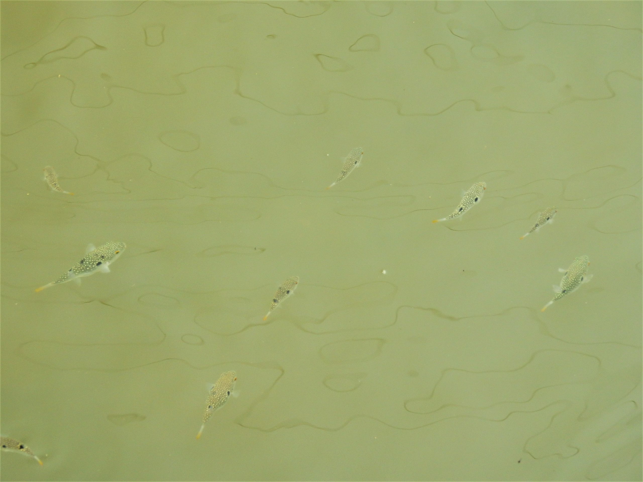 広島県 淡水フグ