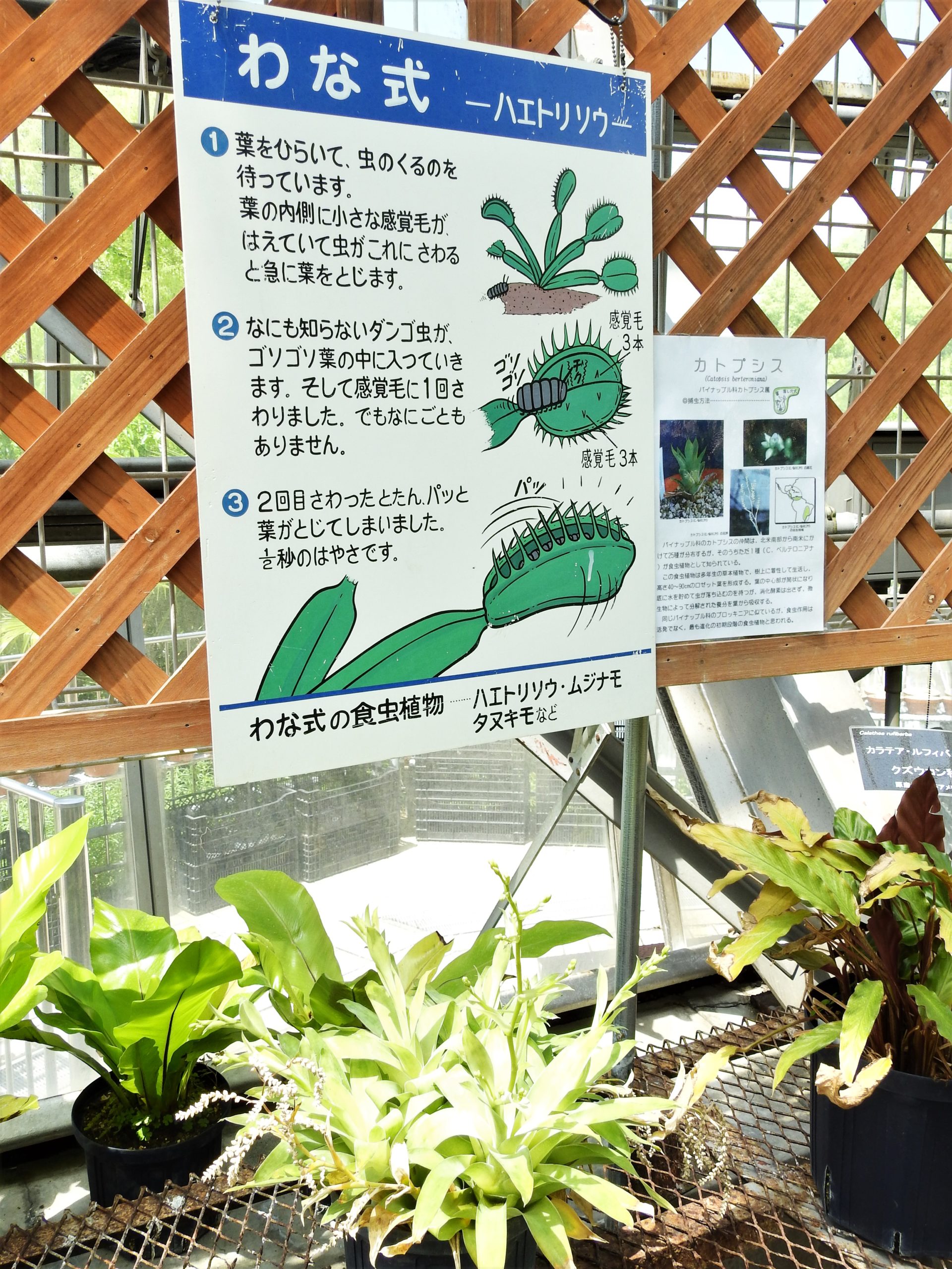 兵庫県 手柄山温室植物園