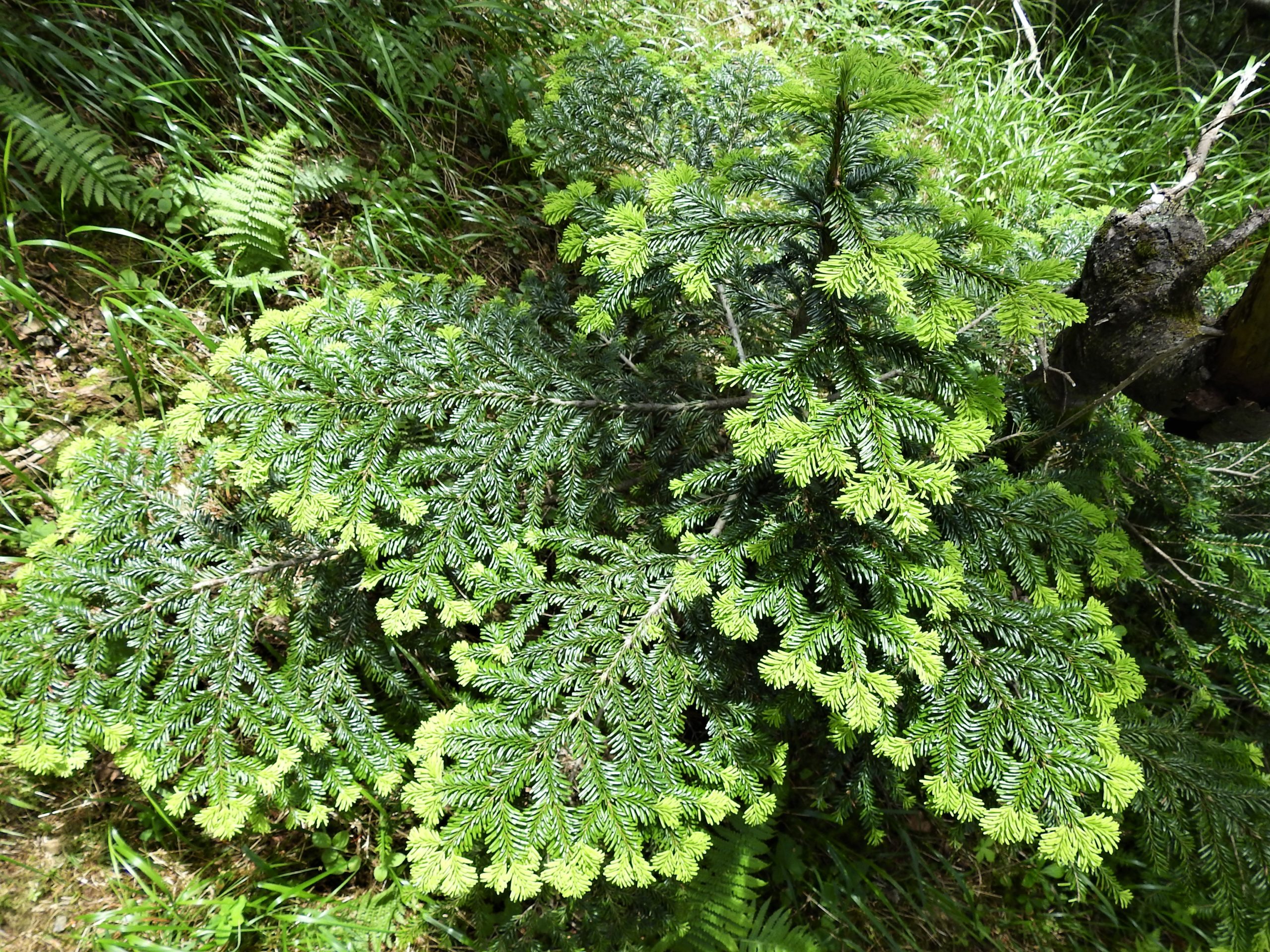 南アルプス 高山植物