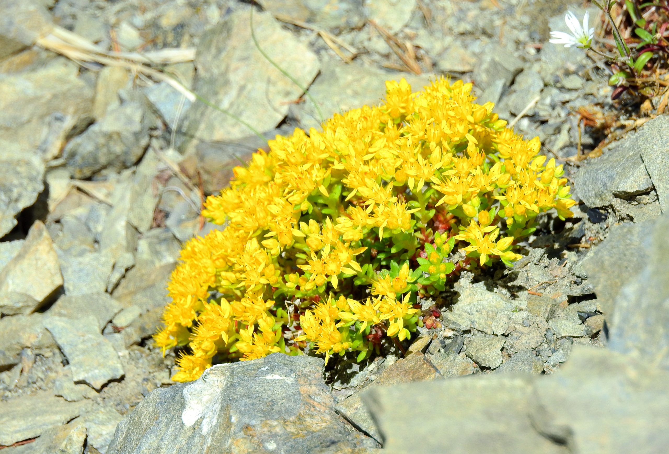 南アルプス 聖岳 高山植物