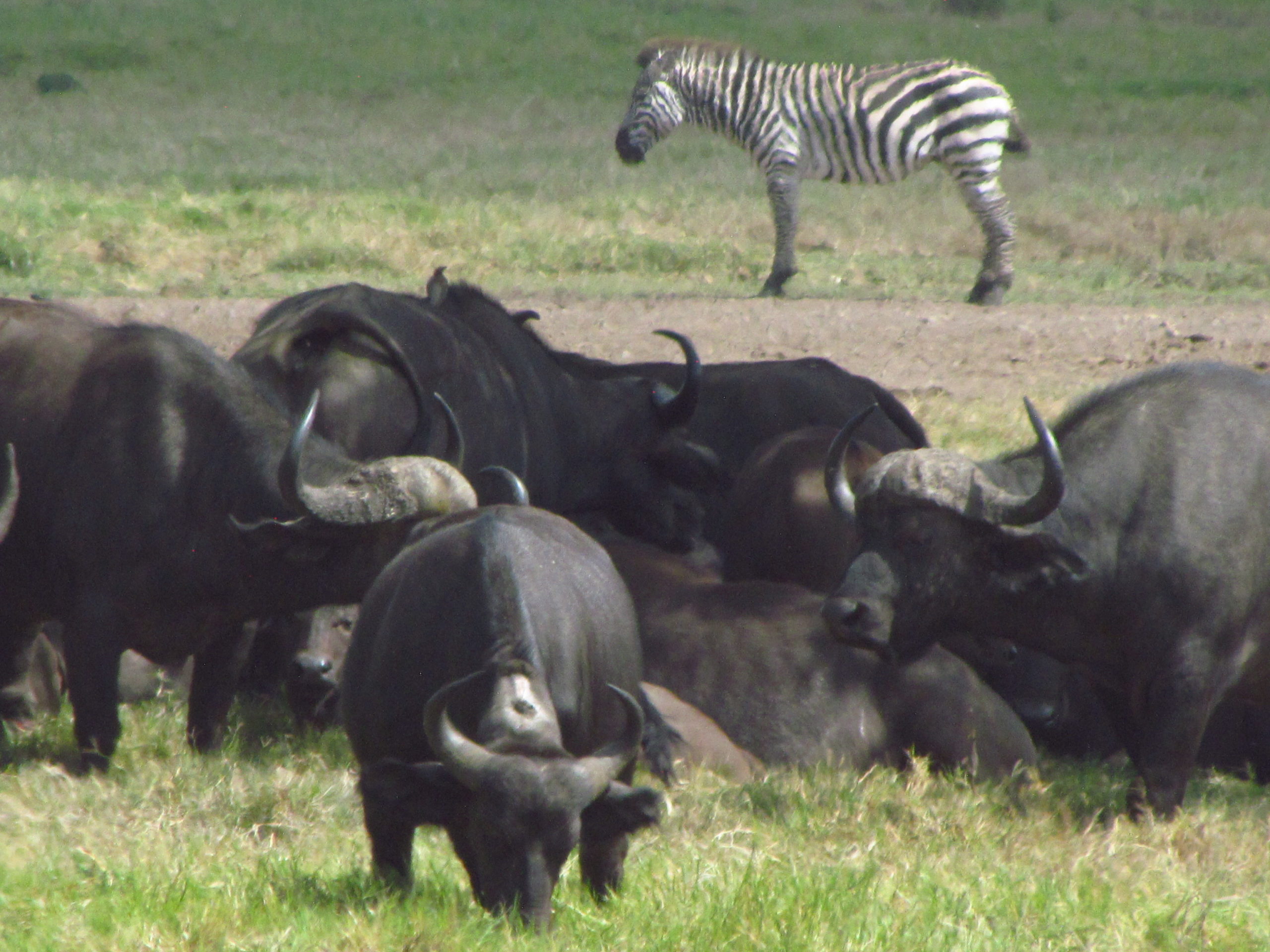 タンザニア サファリ アルーシャ国立公園