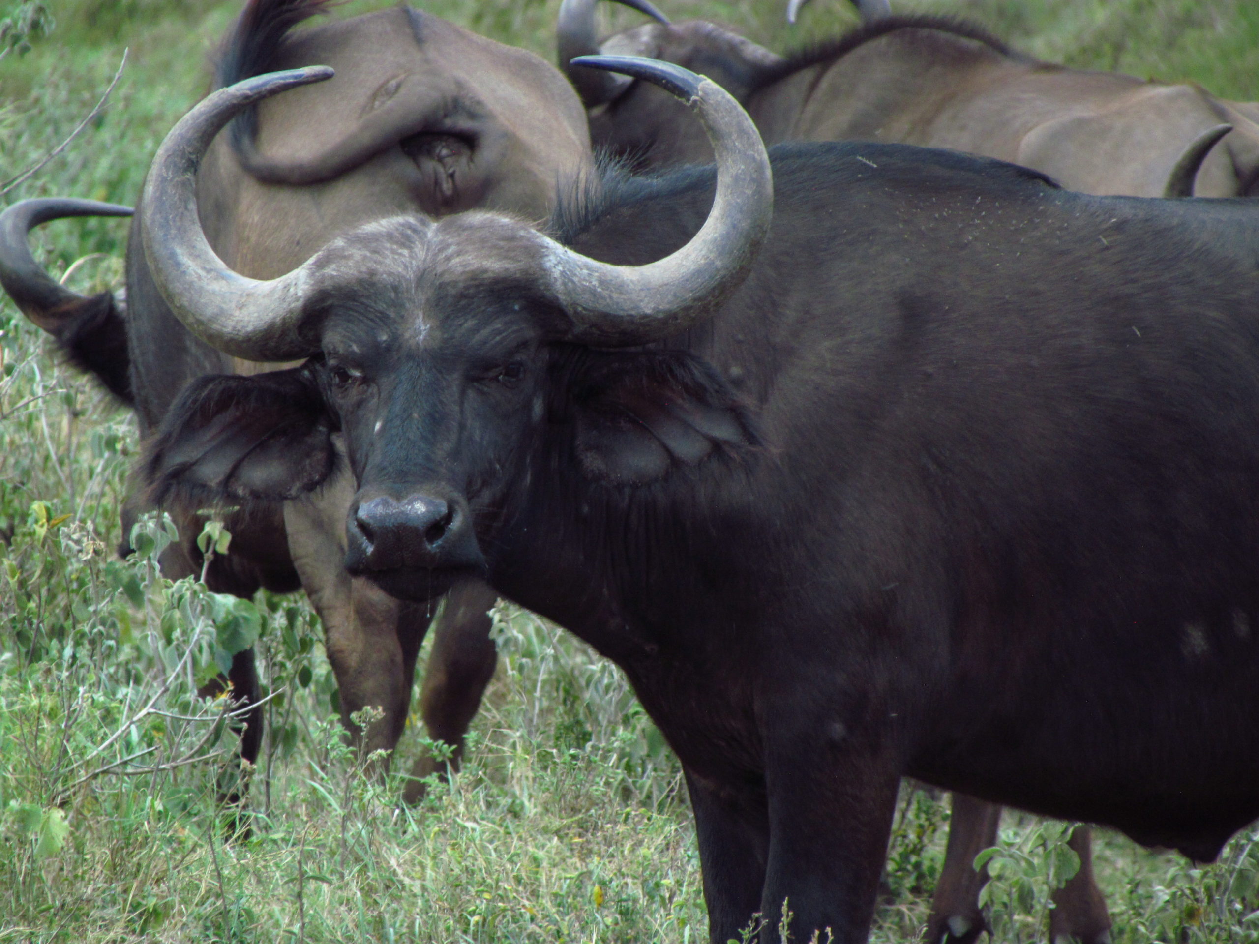タンザニア サファリ アルーシャ国立公園