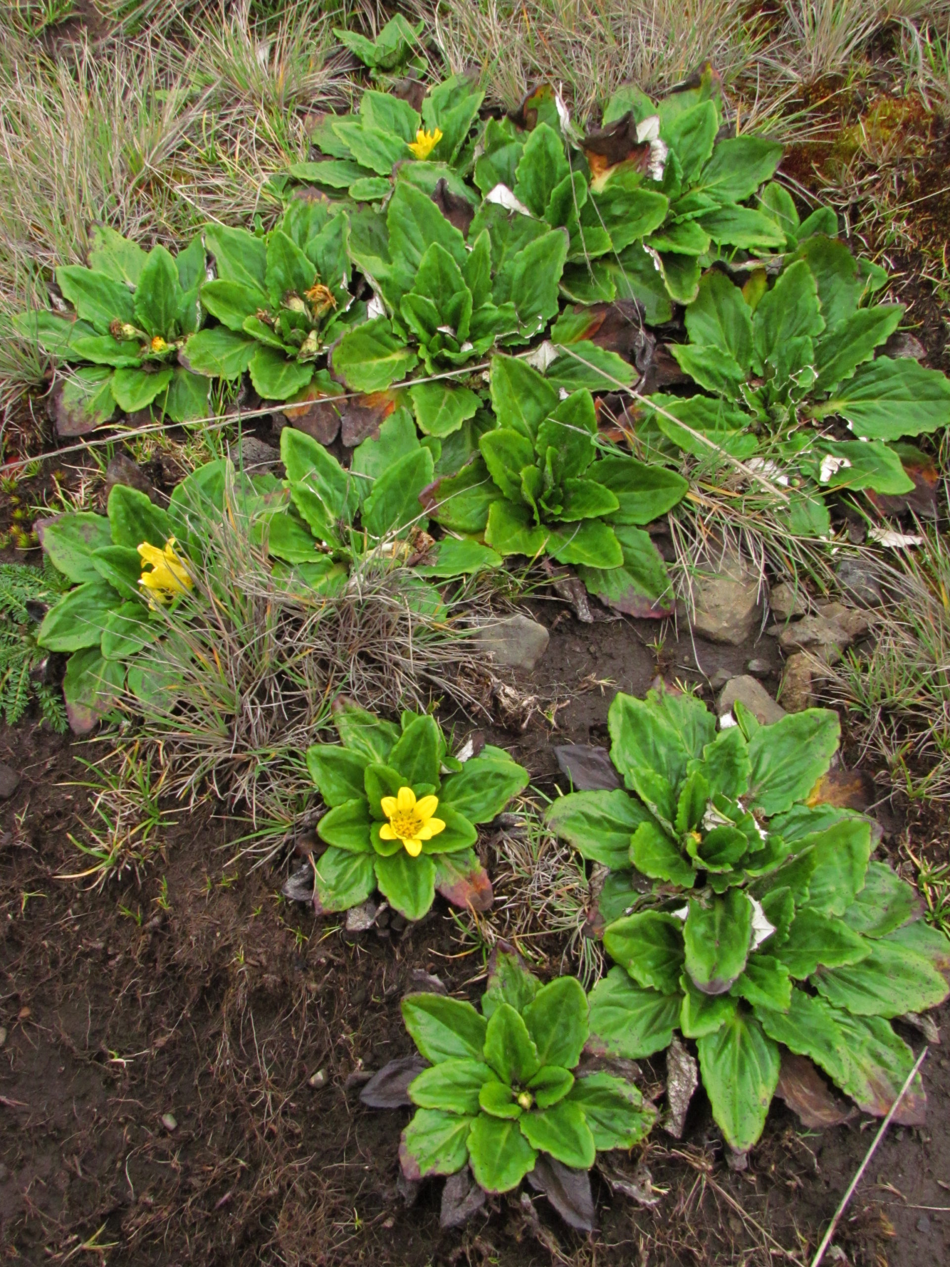 タンザニア キリマンジャロ 高山植物