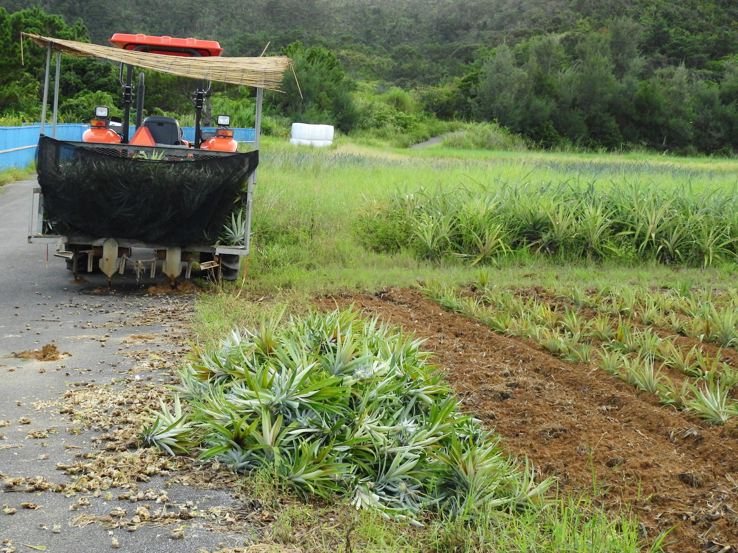 沖縄県 西表島 パイナップル畑