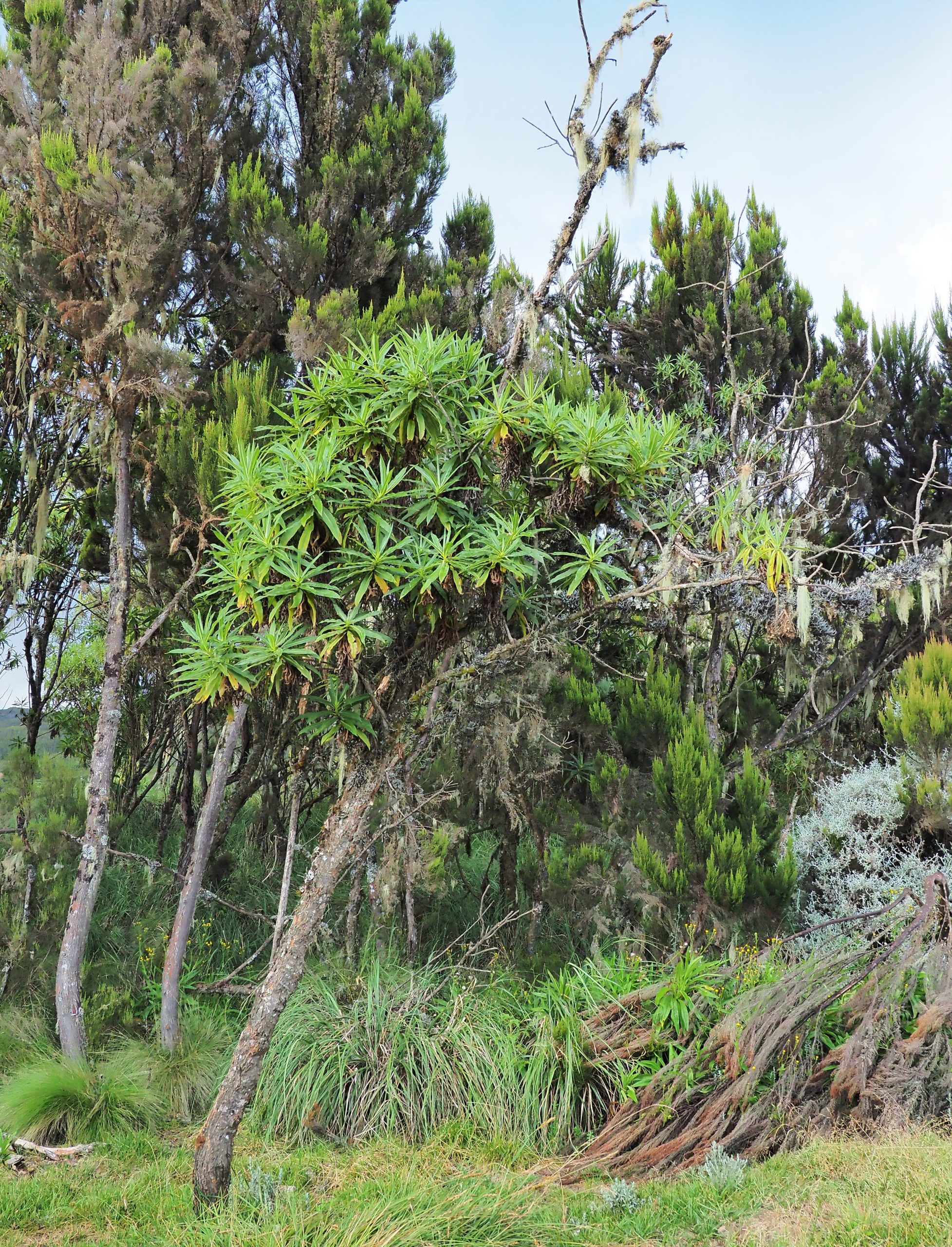 タンザニア キリマンジャロ 高山植物