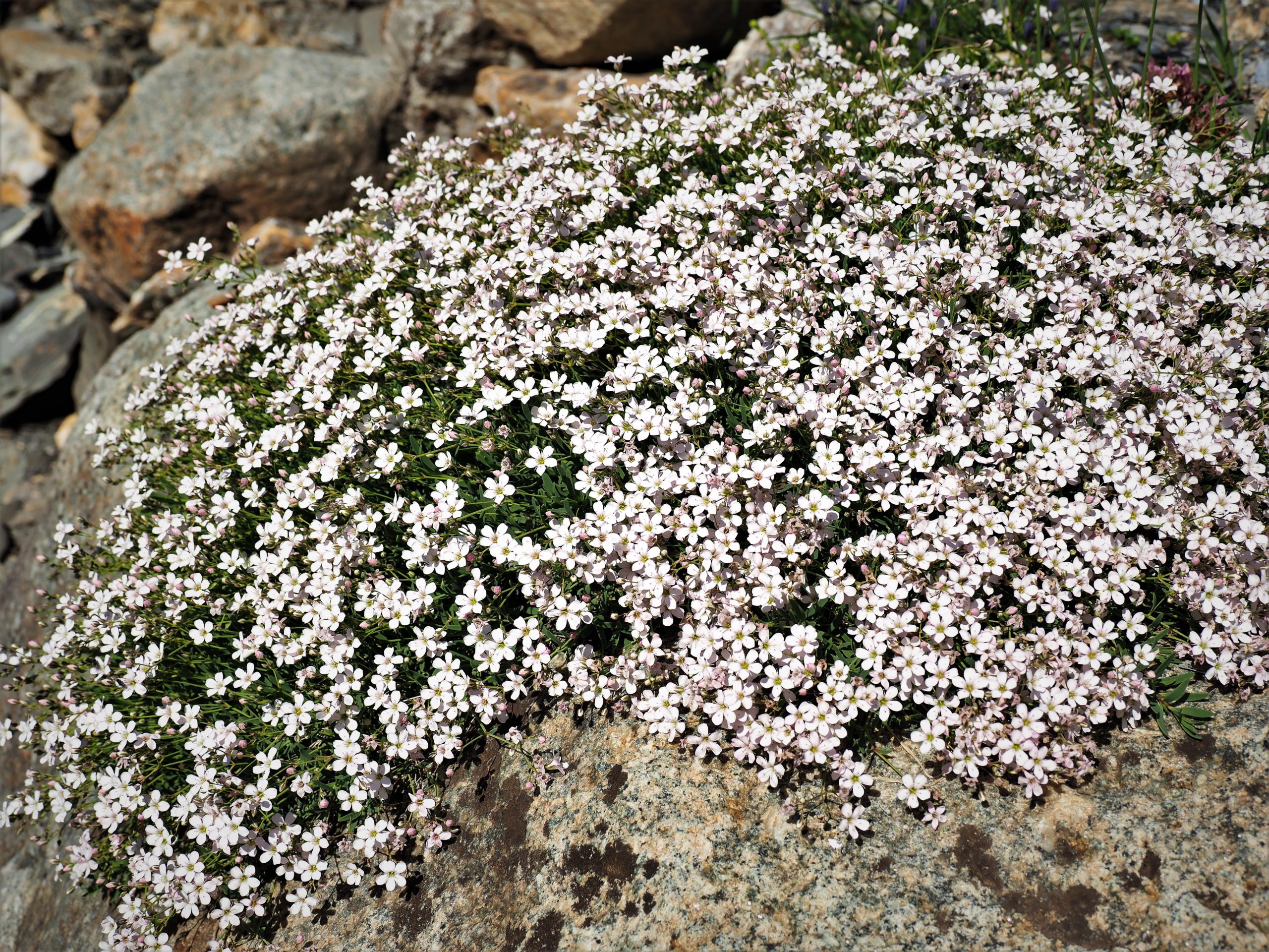 高山植物ギャラリー 金原 守人 Km Karibito Moritoの冒険紀行