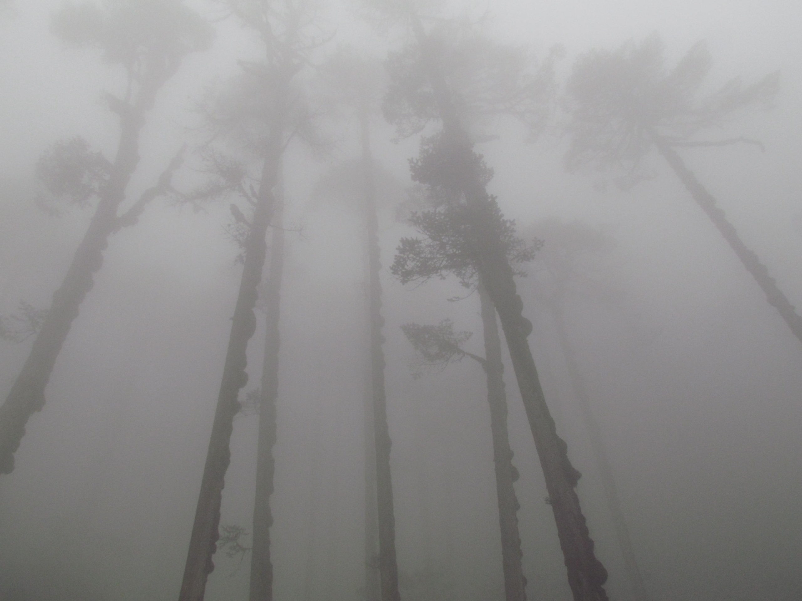 ネパール メラ･ピーク 雲霧林
