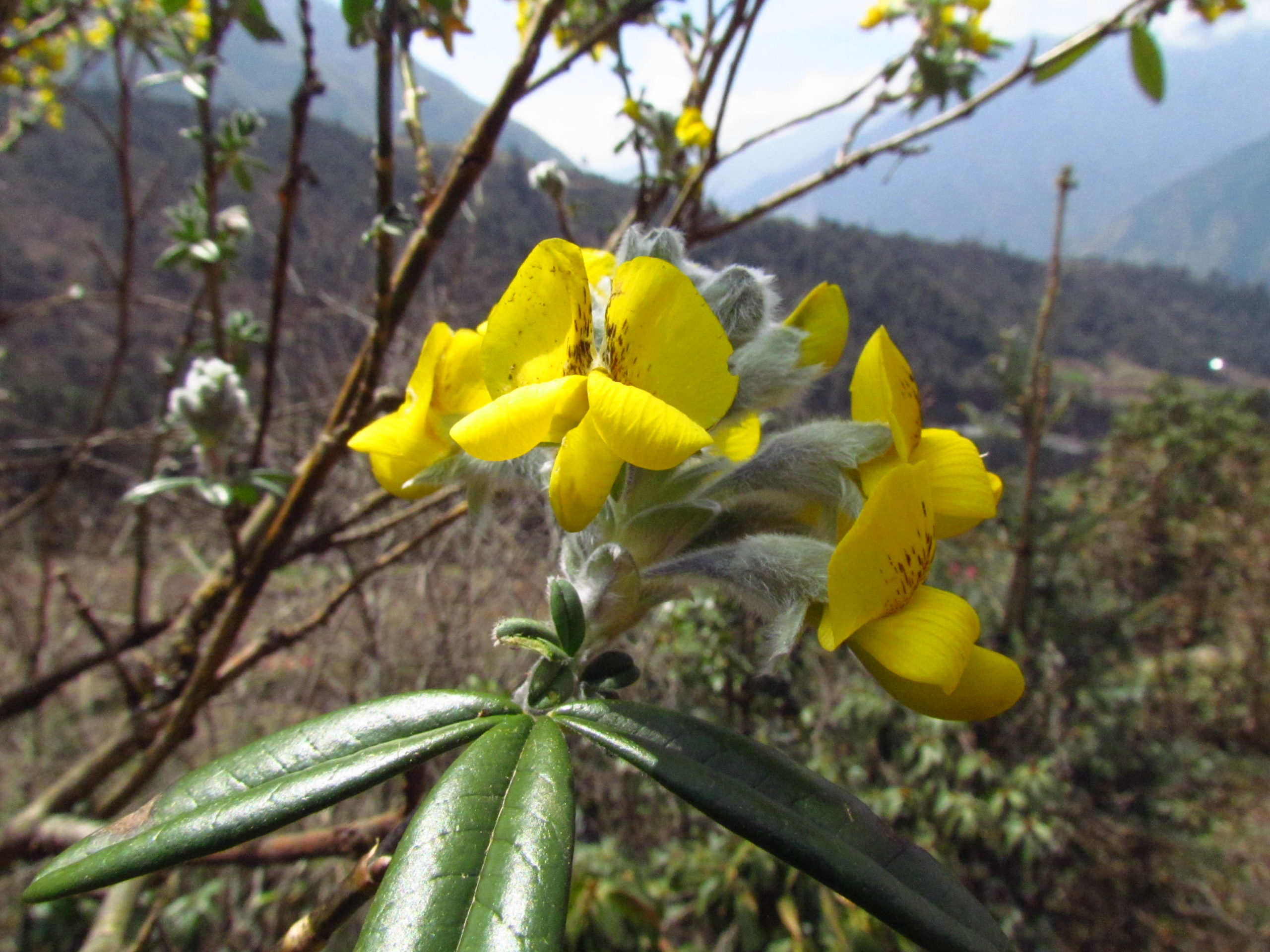 ネパール メラ･ピーク 高山植物