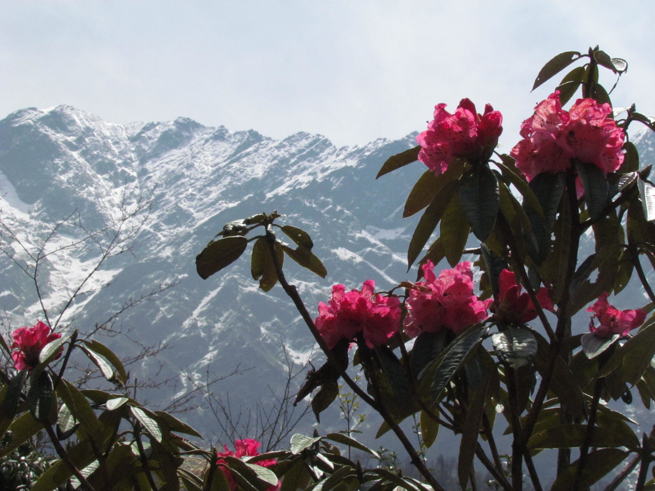 ネパール メラ･ピーク 高山植物