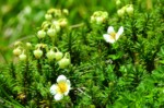 南アルプス 聖岳 高山植物