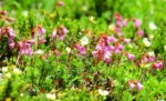 南アルプス 聖岳 高山植物