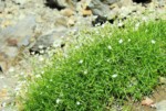 南アルプス 聖岳 高山植物