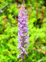 南アルプス 聖岳 高山植物
