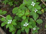 南アルプス 聖岳 高山植物
