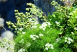 南アルプス 聖岳 高山植物