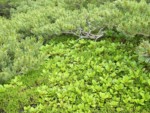 南アルプス 兎岳 高山植物