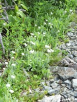 南アルプス 百間平 高山植物