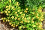 南アルプス 荒川岳 高山植物