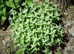 南アルプス 荒川岳 高山植物