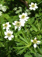 南アルプス 荒川岳 高山植物