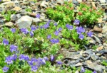 南アルプス 荒川岳 高山植物