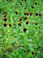 南アルプス 高山植物