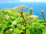 北海道 神威岬
