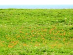 北海道 オロロンライン