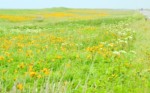 北海道 オロロンライン