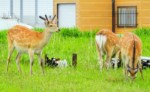 北海道 ノシャップ岬