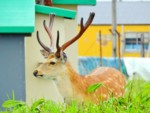 北海道 ノシャップ岬