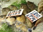 石川県 道の駅能登食祭市場