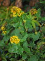 北アルプス 高山植物