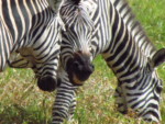 タンザニア サファリ アルーシャ国立公園