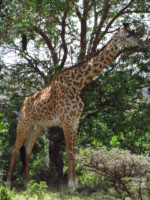 タンザニア サファリ アルーシャ国立公園