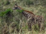 タンザニア サファリ アルーシャ国立公園