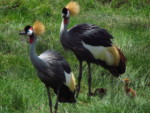 タンザニア サファリ アルーシャ国立公園