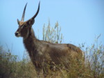 タンザニア サファリ アルーシャ国立公園