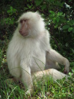 タンザニア サファリ アルーシャ国立公園