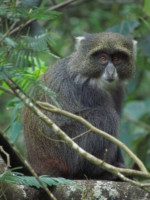 タンザニア キリマンジャロ 野生動物