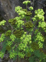 タンザニア キリマンジャロ 高山植物