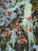 タンザニア キリマンジャロ 高山植物