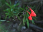 タンザニア キリマンジャロ 高山植物