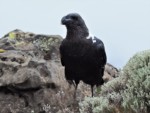 タンザニア キリマンジャロ 野生動物