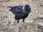 タンザニア キリマンジャロ 野生動物