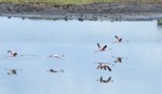 タンザニア サファリ アルーシャ国立公園