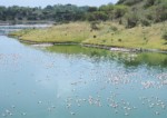 タンザニア サファリ アルーシャ国立公園