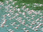 タンザニア サファリ アルーシャ国立公園