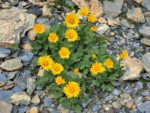 フランス ツール･ド･モンブラン 高山植物